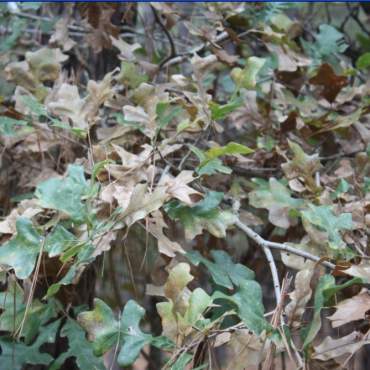 Film per stampa idrografica