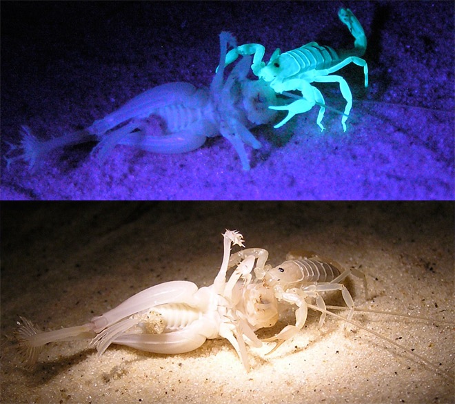 scorpione-fluorescente-locusta-UV